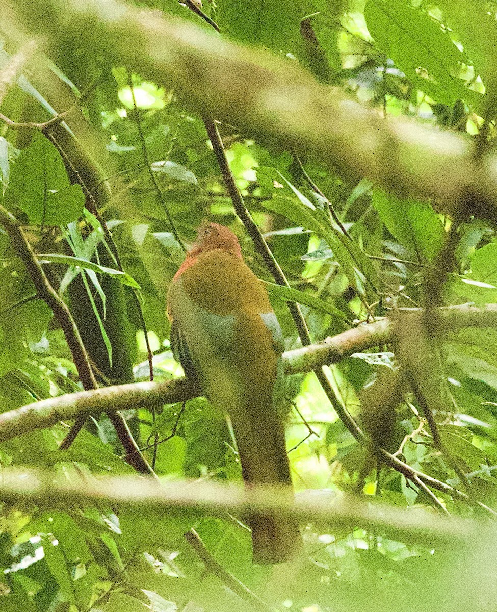 Красноголовый трогон - ML646331820