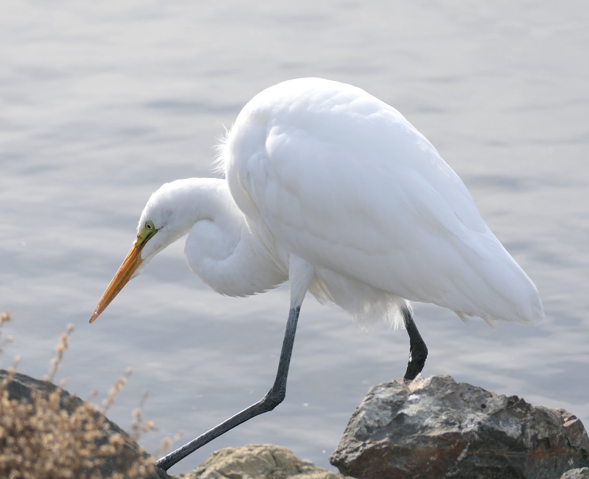 Great Egret - ML646331821