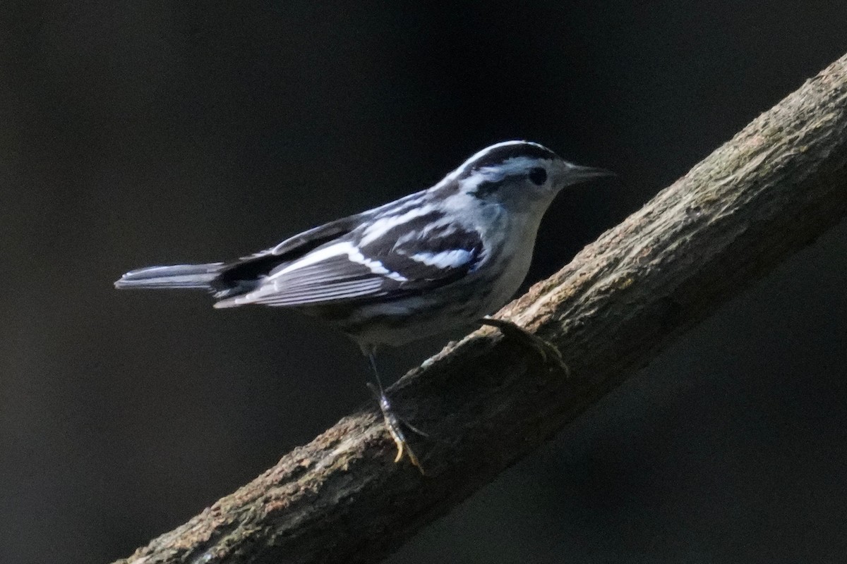 Black-and-white Warbler - ML646331822