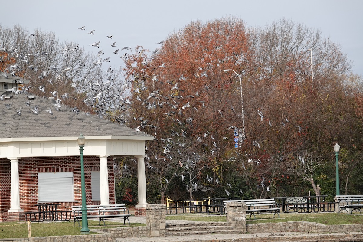 野鴿(野化) - ML646331824