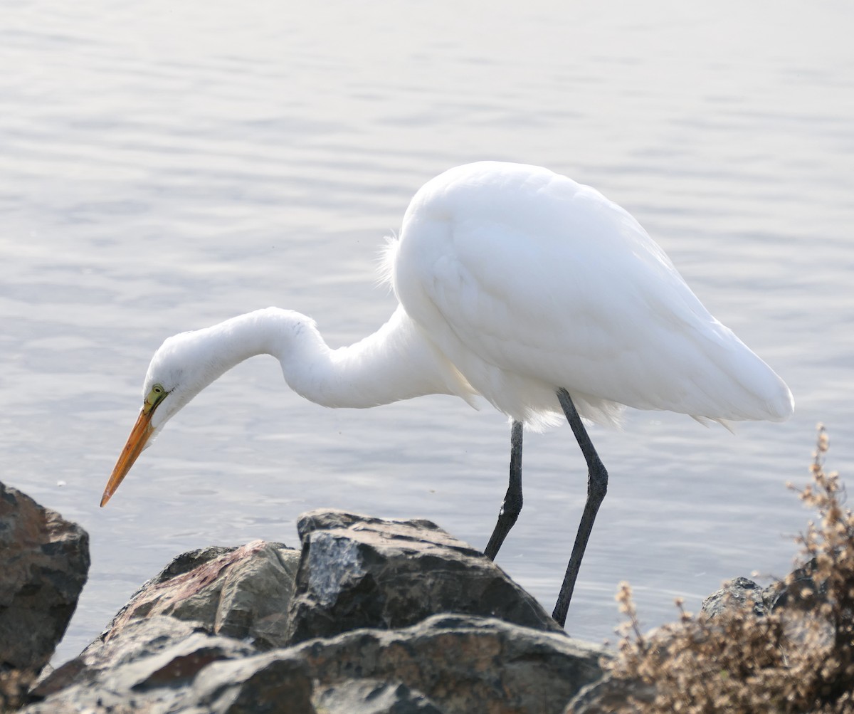 Great Egret - ML646331825