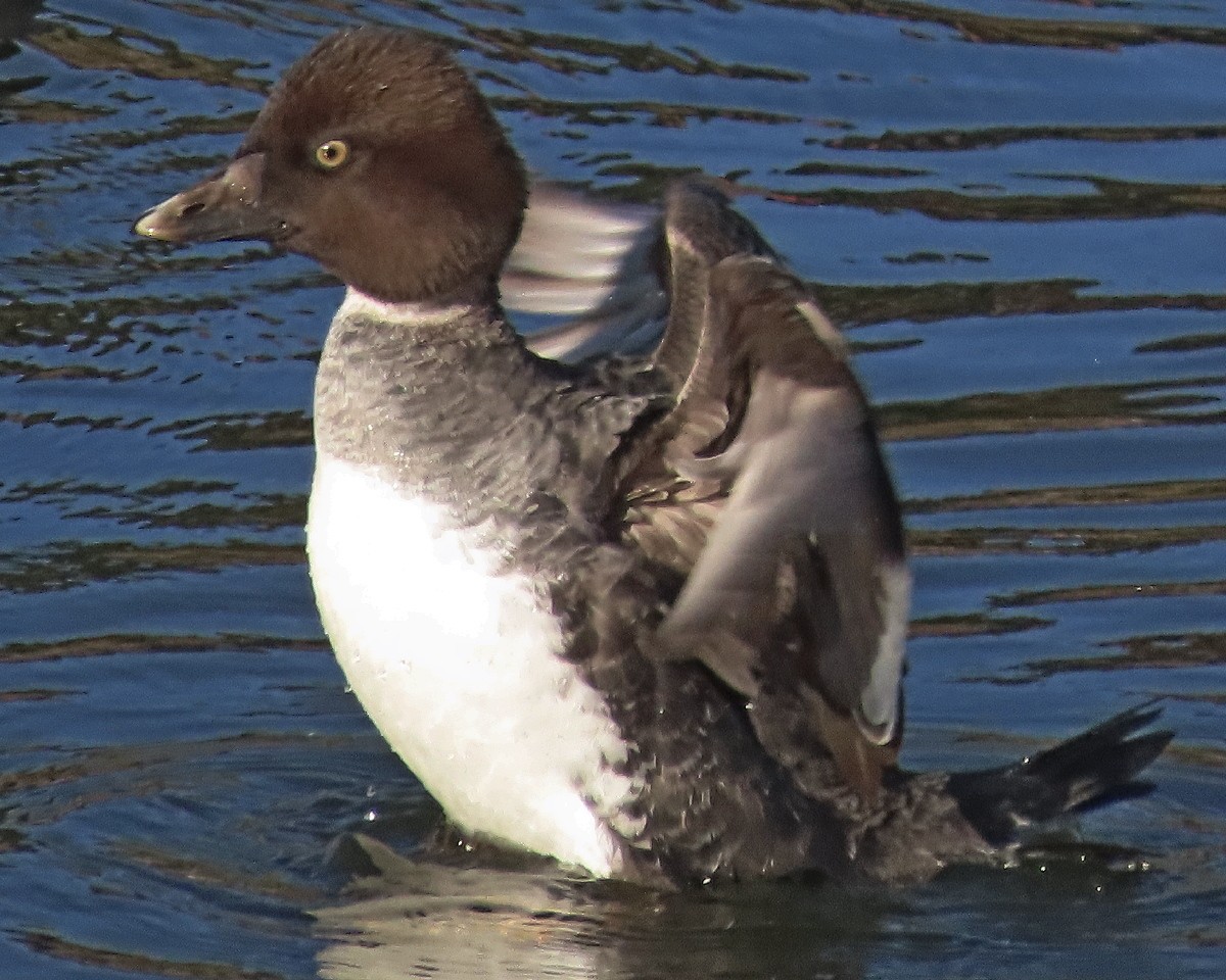 Common Goldeneye - ML646331826