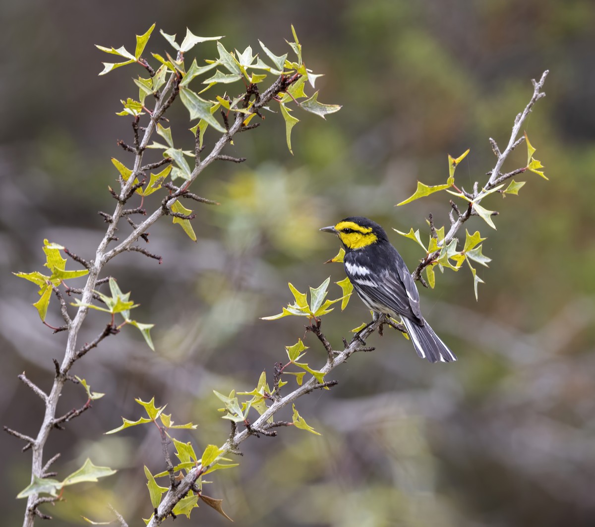 Golden-cheeked Warbler - ML646331827