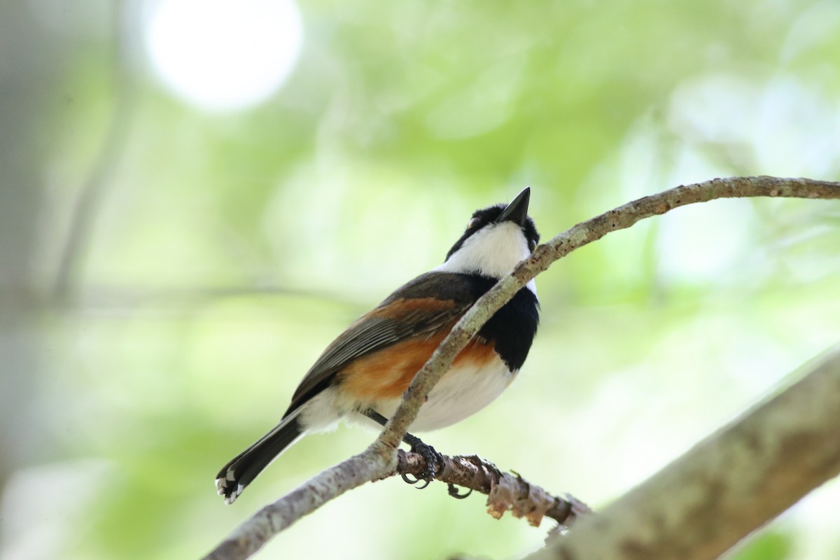 Cape Batis - ML646331828