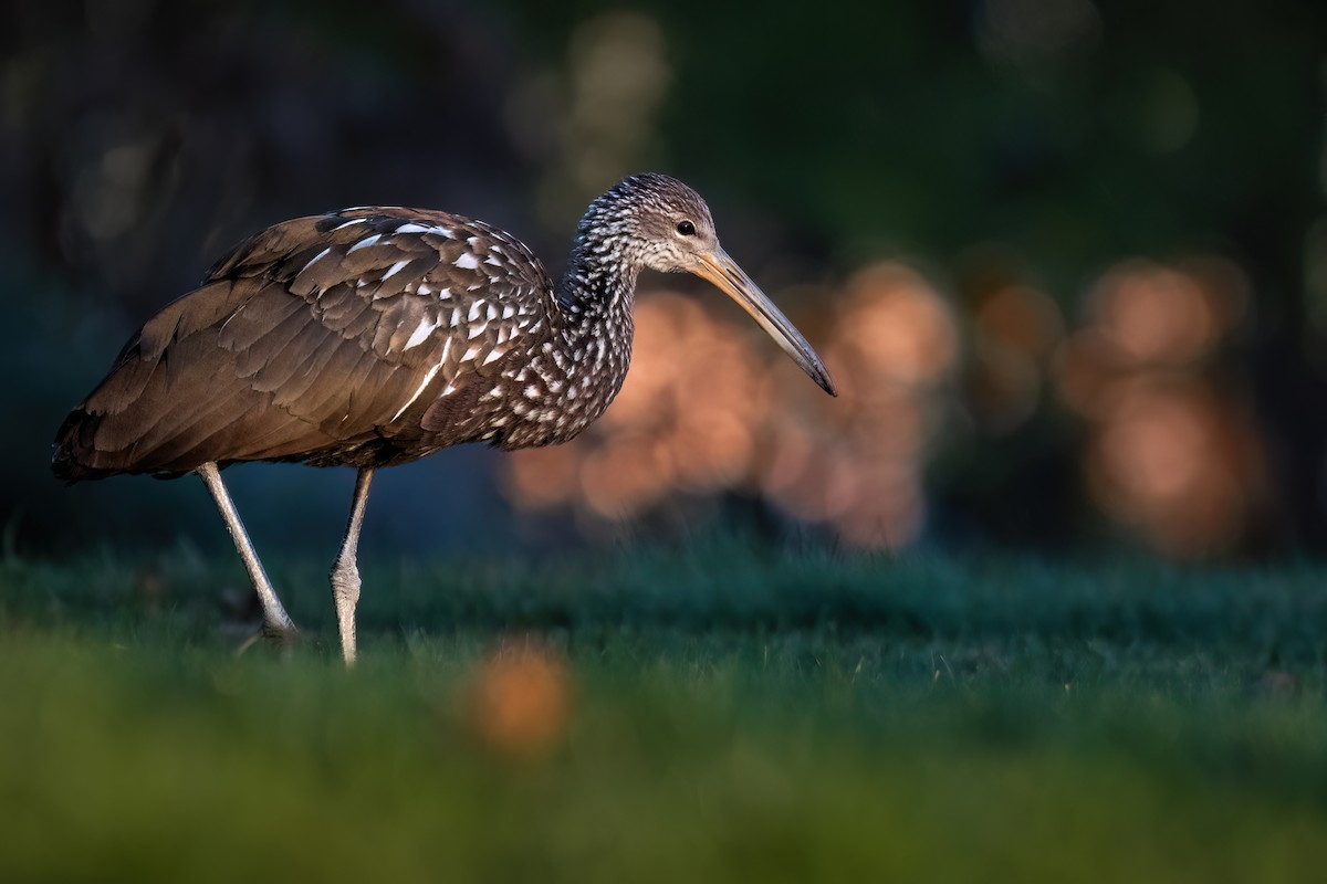 Limpkin - ML646331836