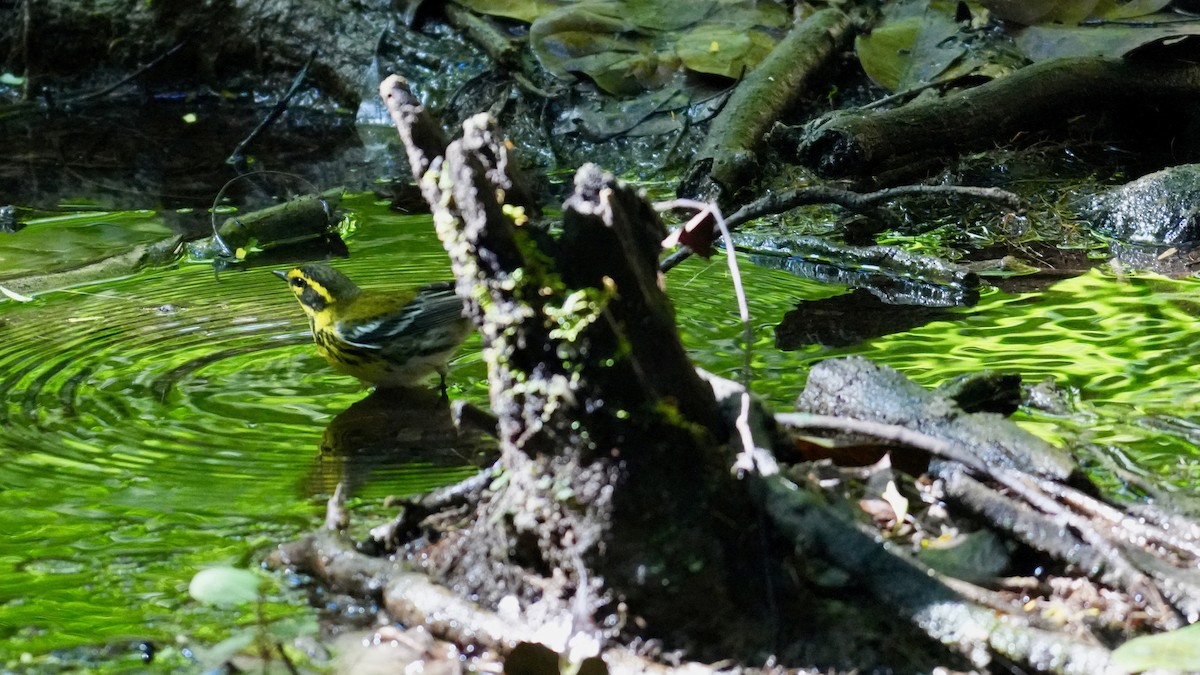 Tennessee Warbler - ML646331837