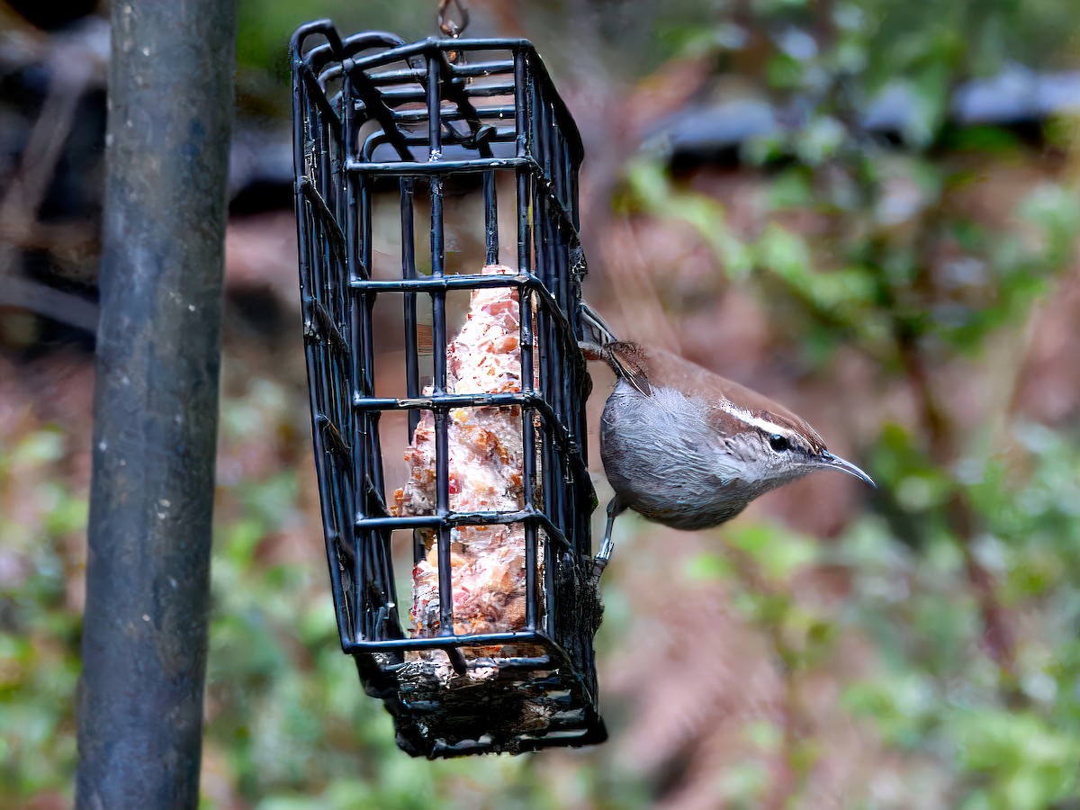 Bewick's Wren - ML646331838