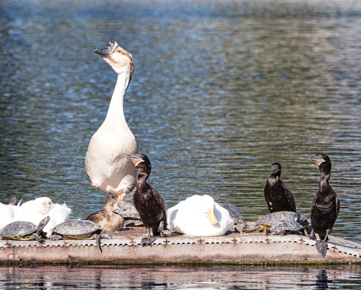 Ánsar Cisnal (variedad doméstica) - ML646331839