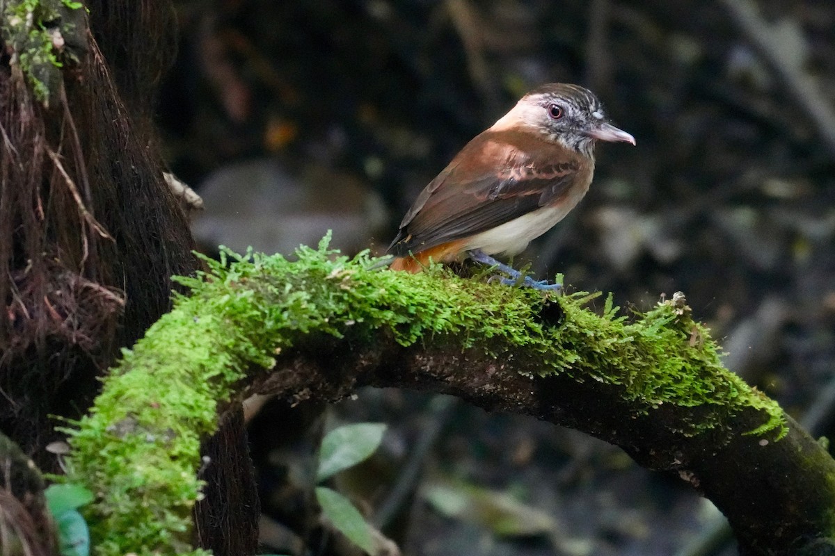 Bright-rumped Attila - ML646331845