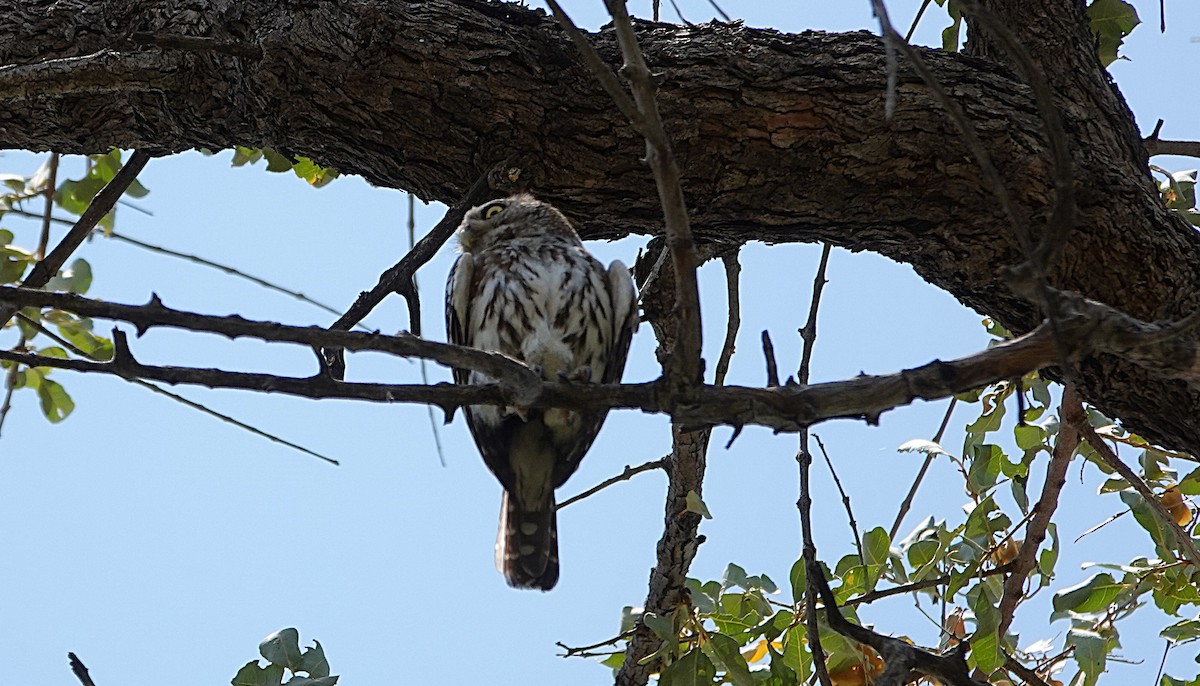 Pearl-spotted Owlet - ML646331848
