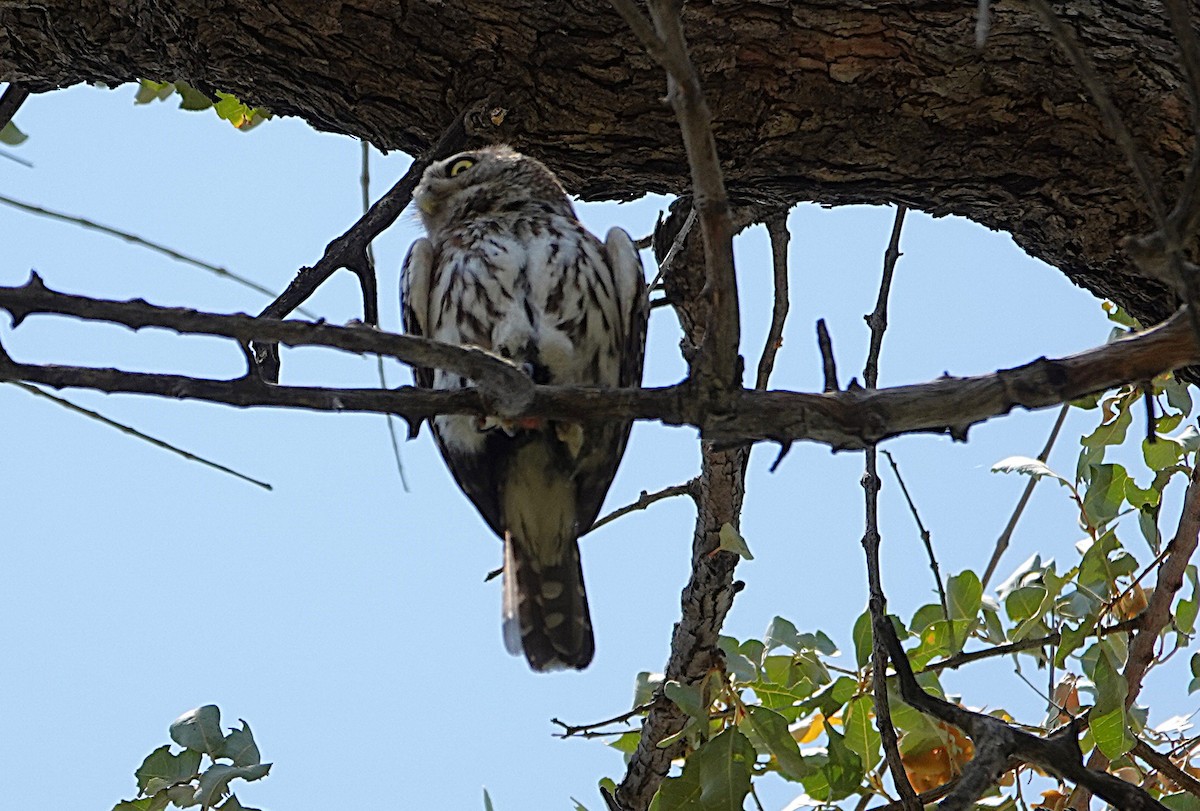 Pearl-spotted Owlet - ML646331849