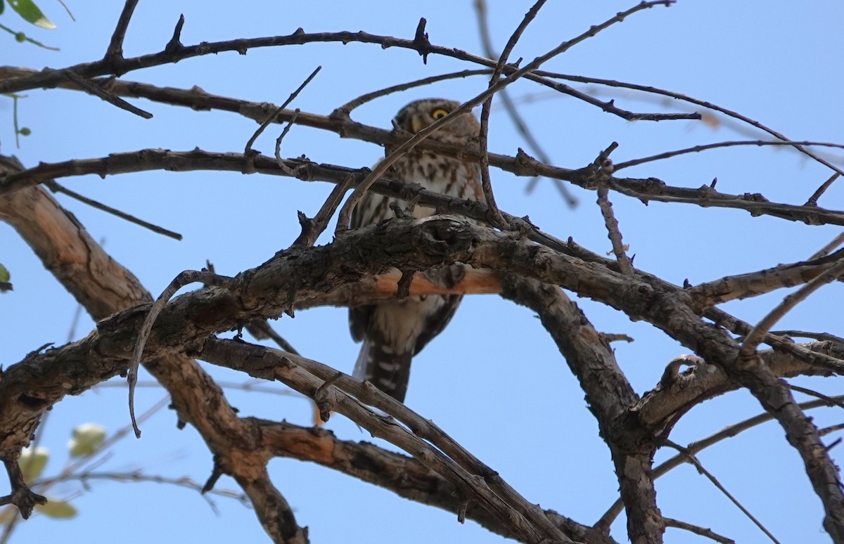 Pearl-spotted Owlet - ML646331850