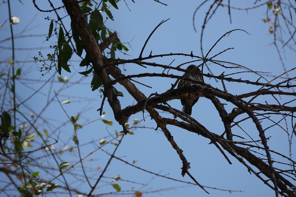 Pearl-spotted Owlet - ML646331851