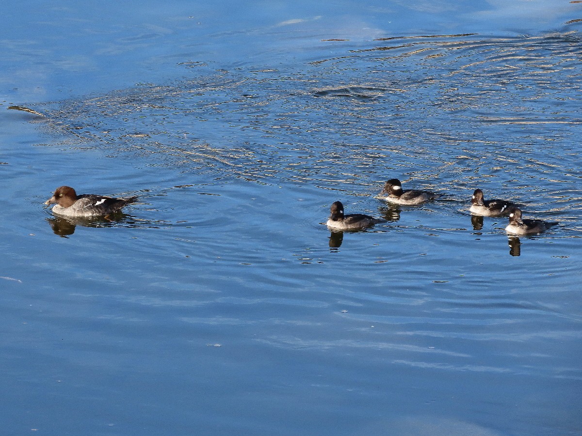 Bufflehead - ML646331853