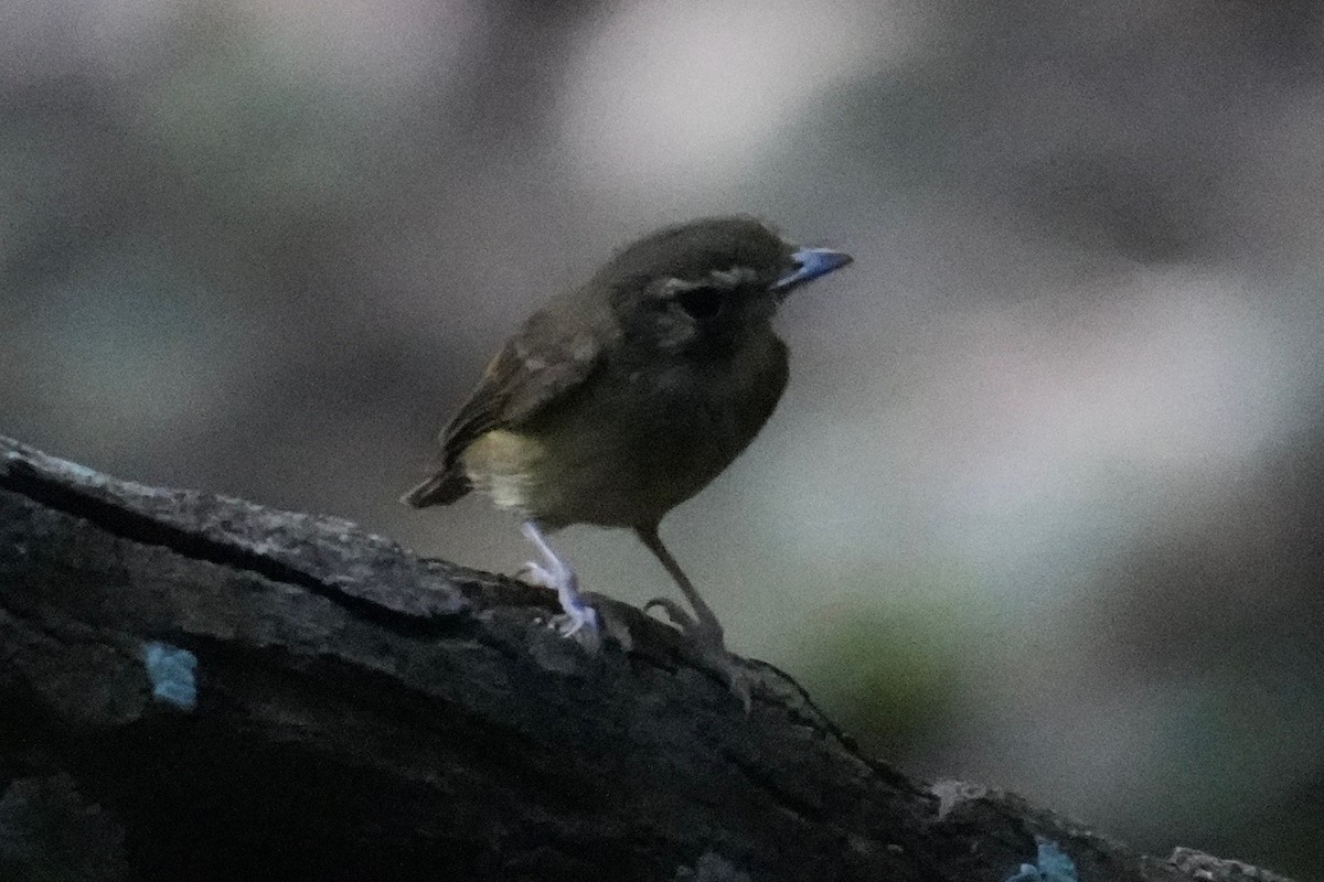 Stub-tailed Spadebill - ML646331854