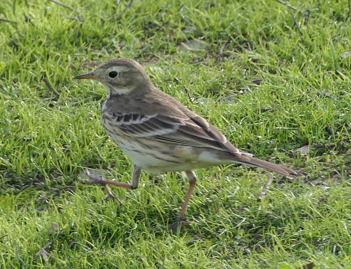American Pipit - ML646331855