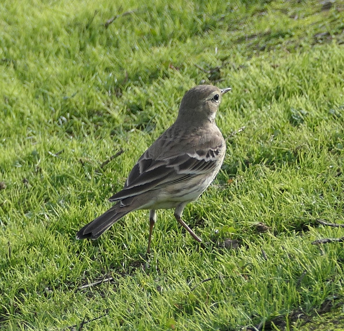 American Pipit - ML646331858