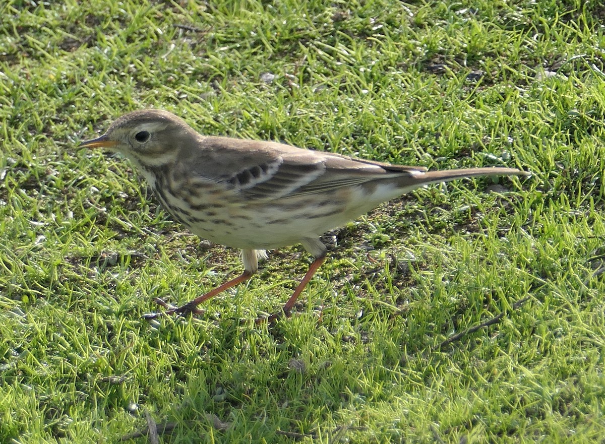 American Pipit - ML646331860