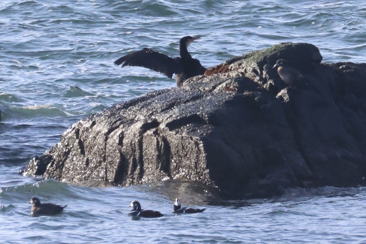 Japanese Cormorant - ML646331863