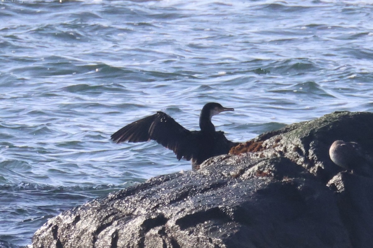Japanese Cormorant - ML646331864