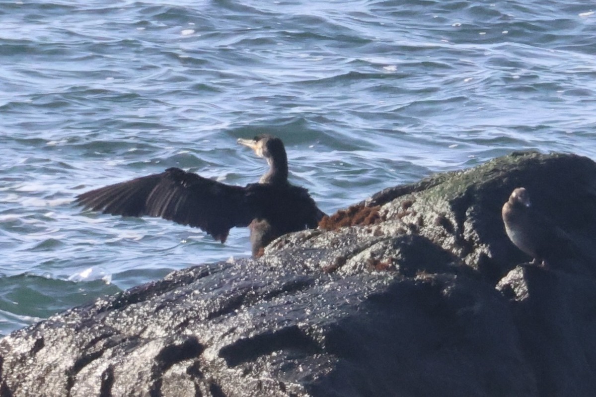 Japanese Cormorant - ML646331865