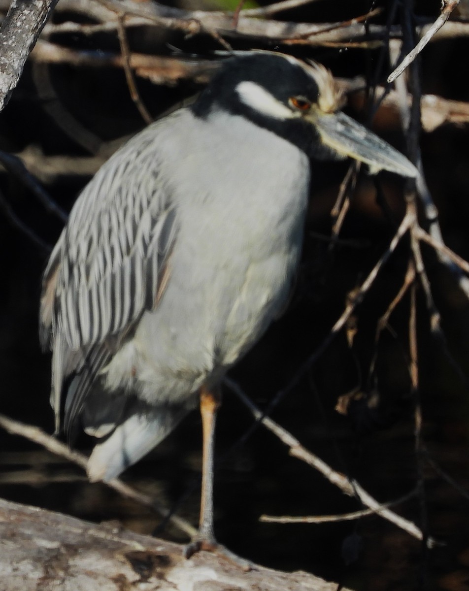 אנפת לילה צהובת-כיפה - ML646331869