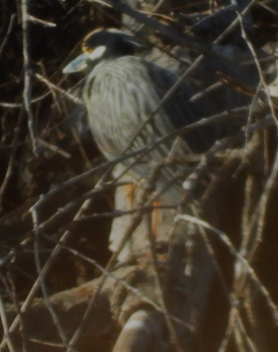 אנפת לילה צהובת-כיפה - ML646331871