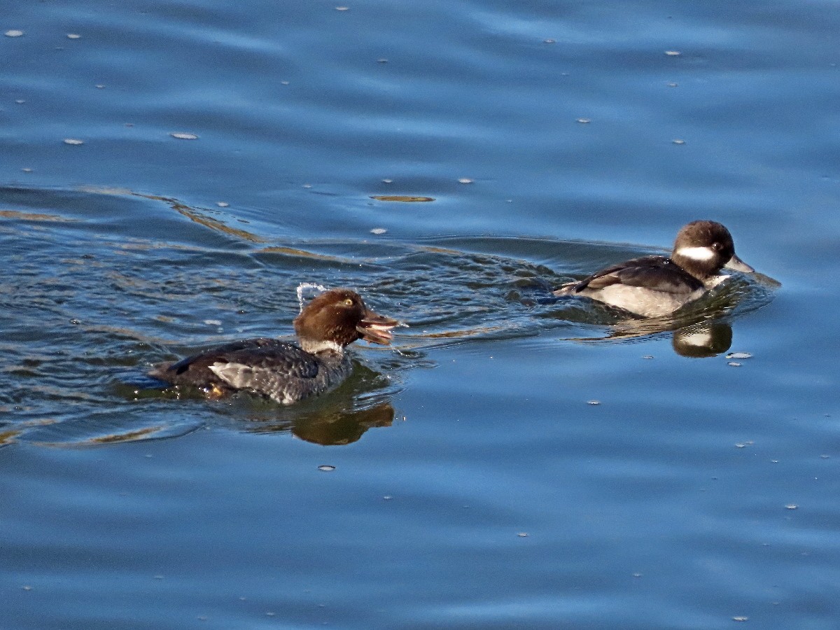 Common Goldeneye - ML646331873