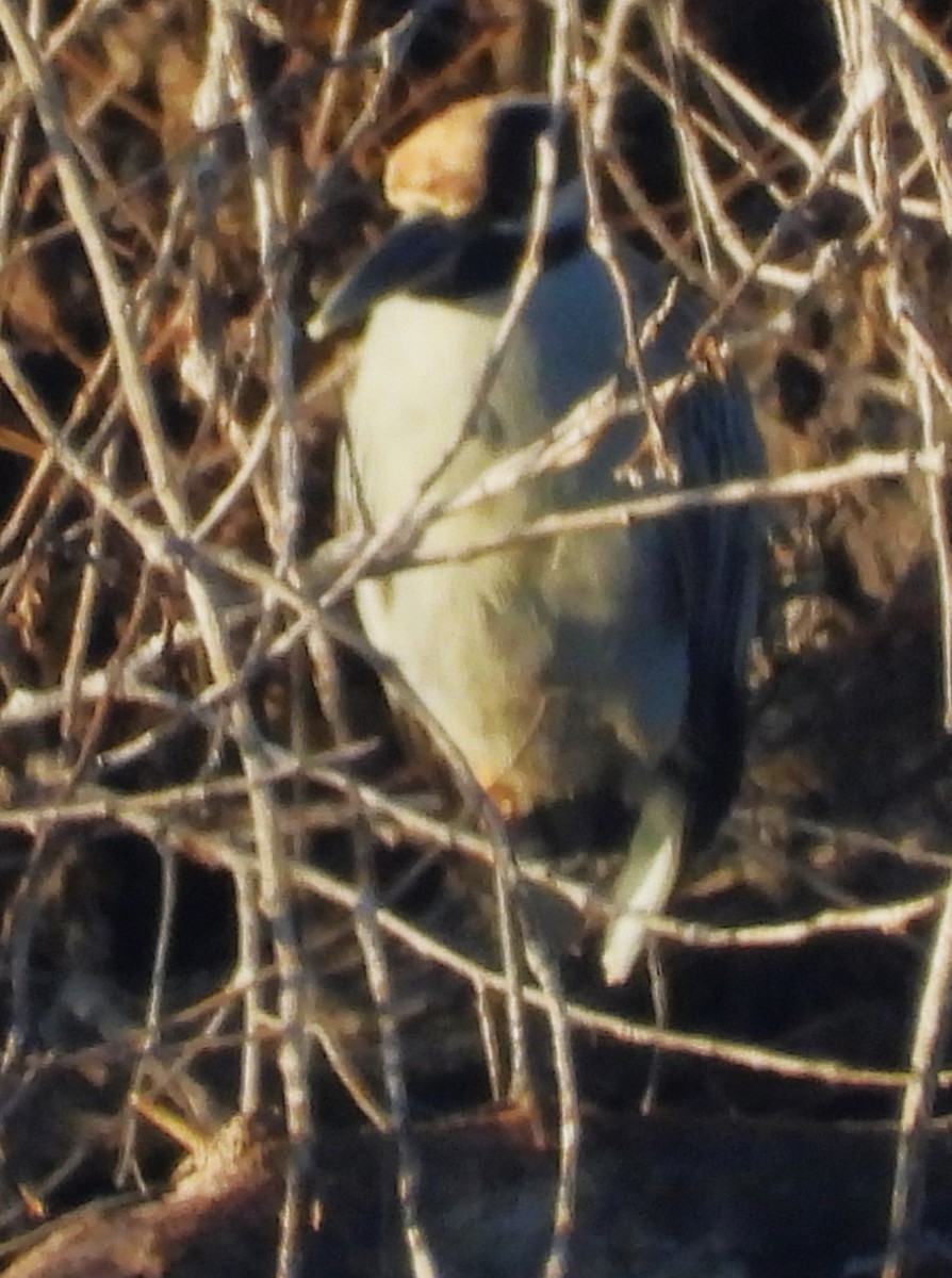 אנפת לילה צהובת-כיפה - ML646331883