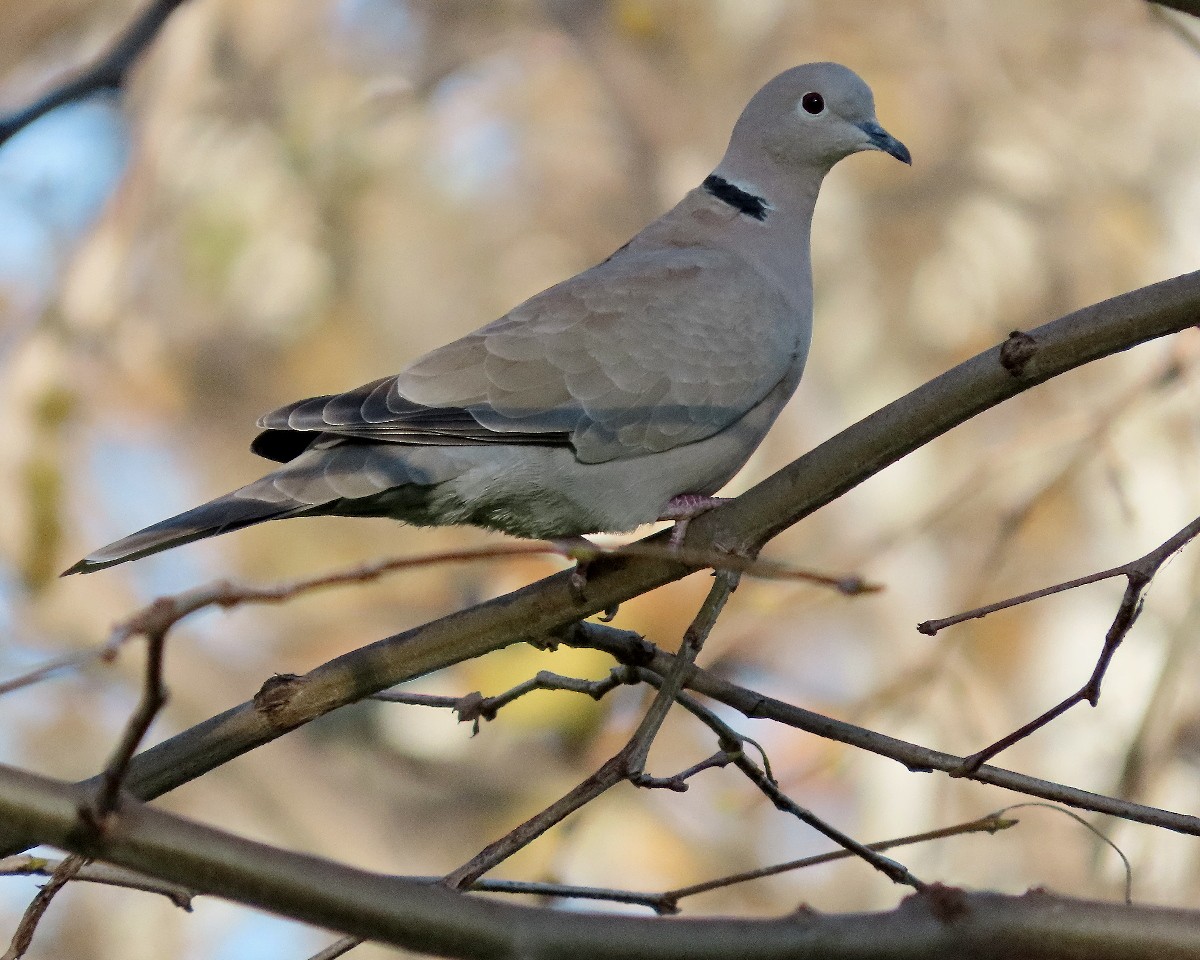 Tourterelle turque - ML646331884