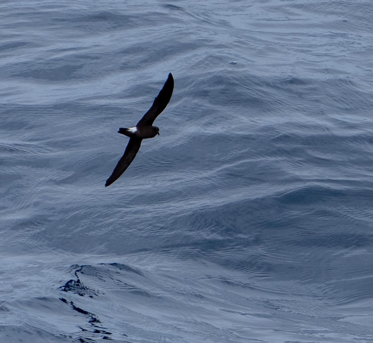 storm-petrel sp. (white-rumped) - ML646331893
