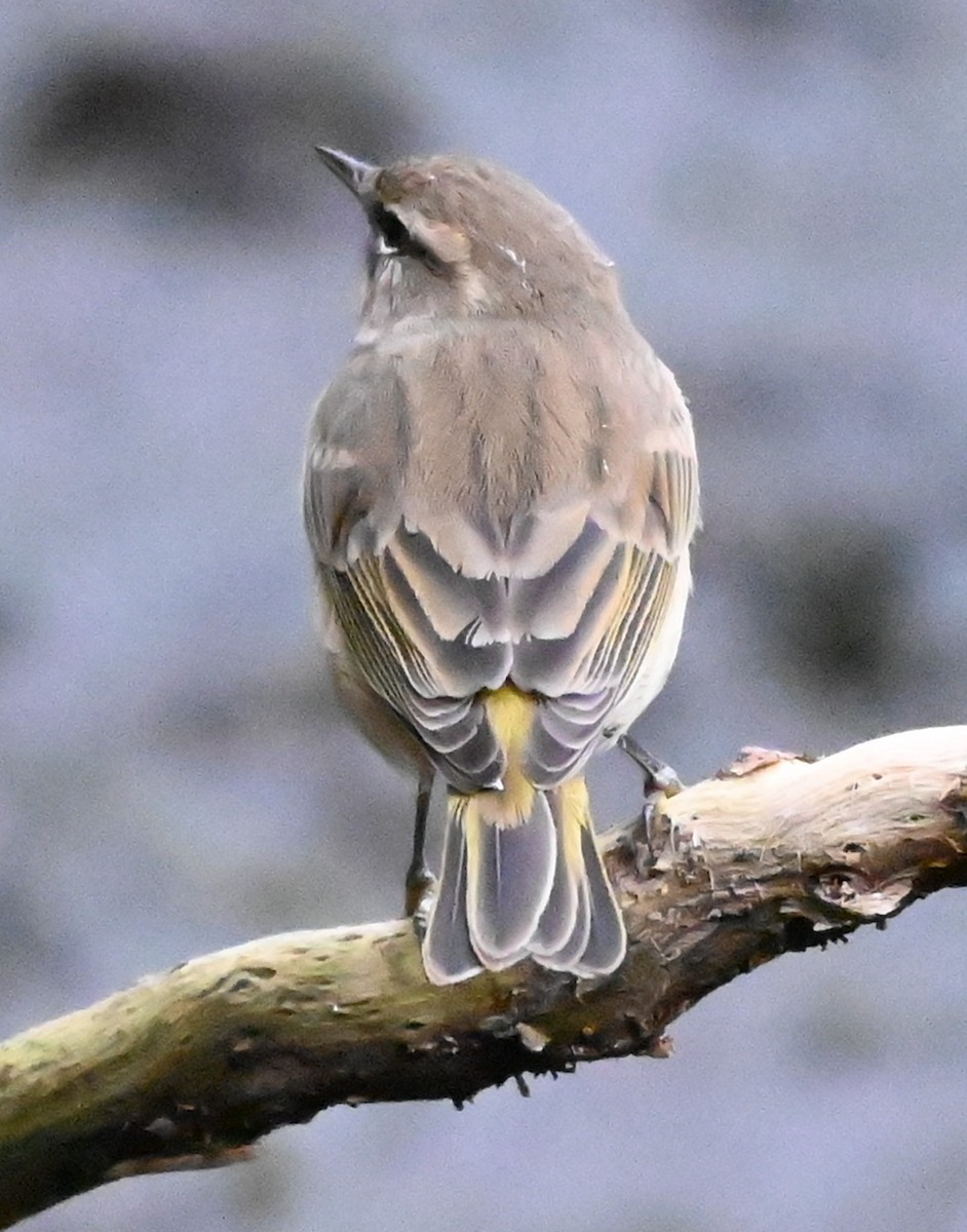 Palm Warbler - ML646331896