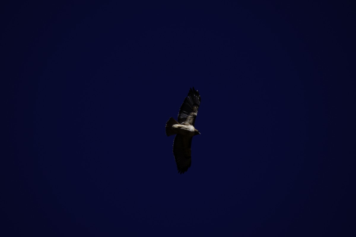 Red-tailed Hawk - ML646331897