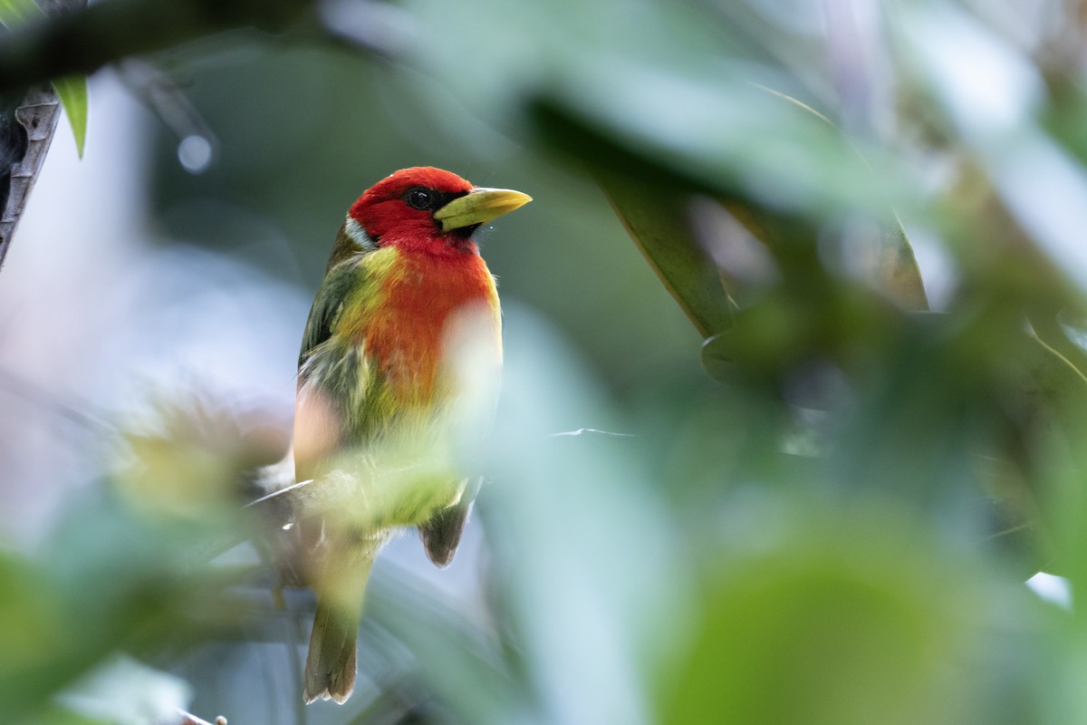 ズアカゴシキドリ - ML646331898