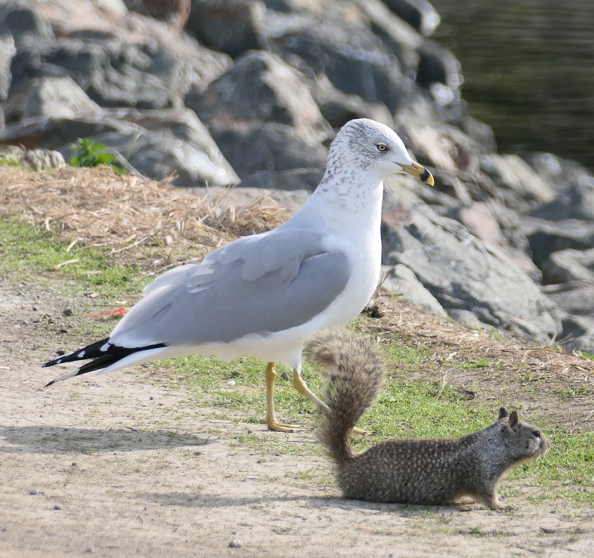 California Ground Squirrel - ML646331899
