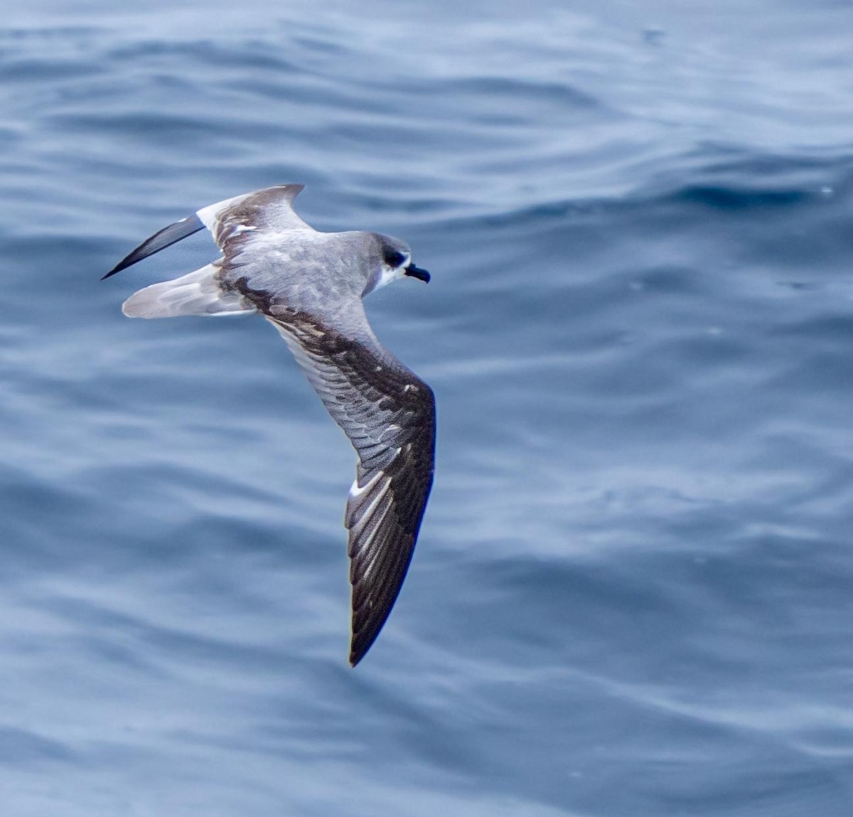 Masatierra Petrel - ML646331904