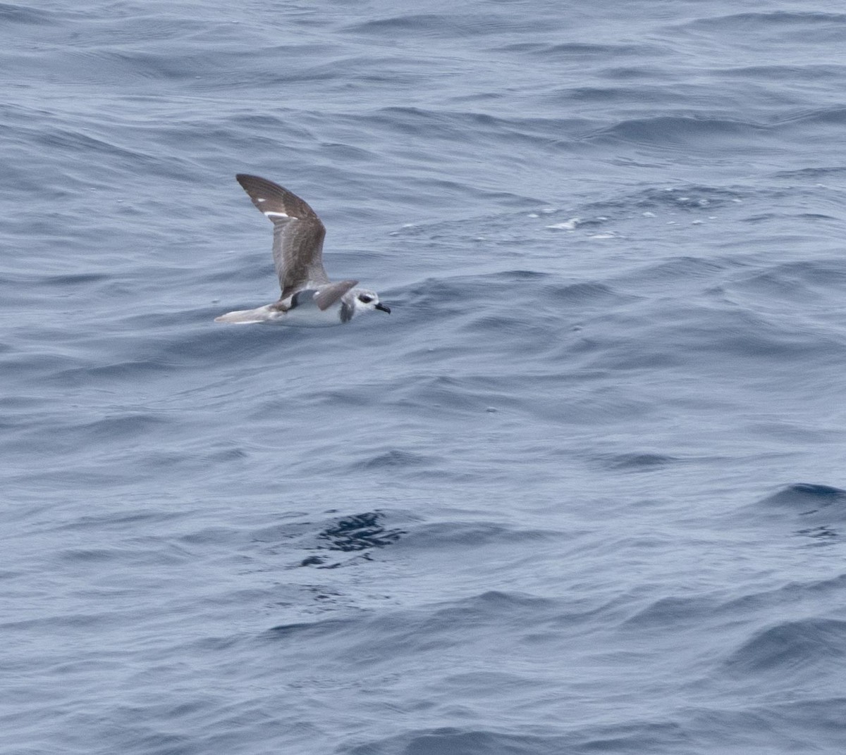 Masatierra Petrel - ML646331905
