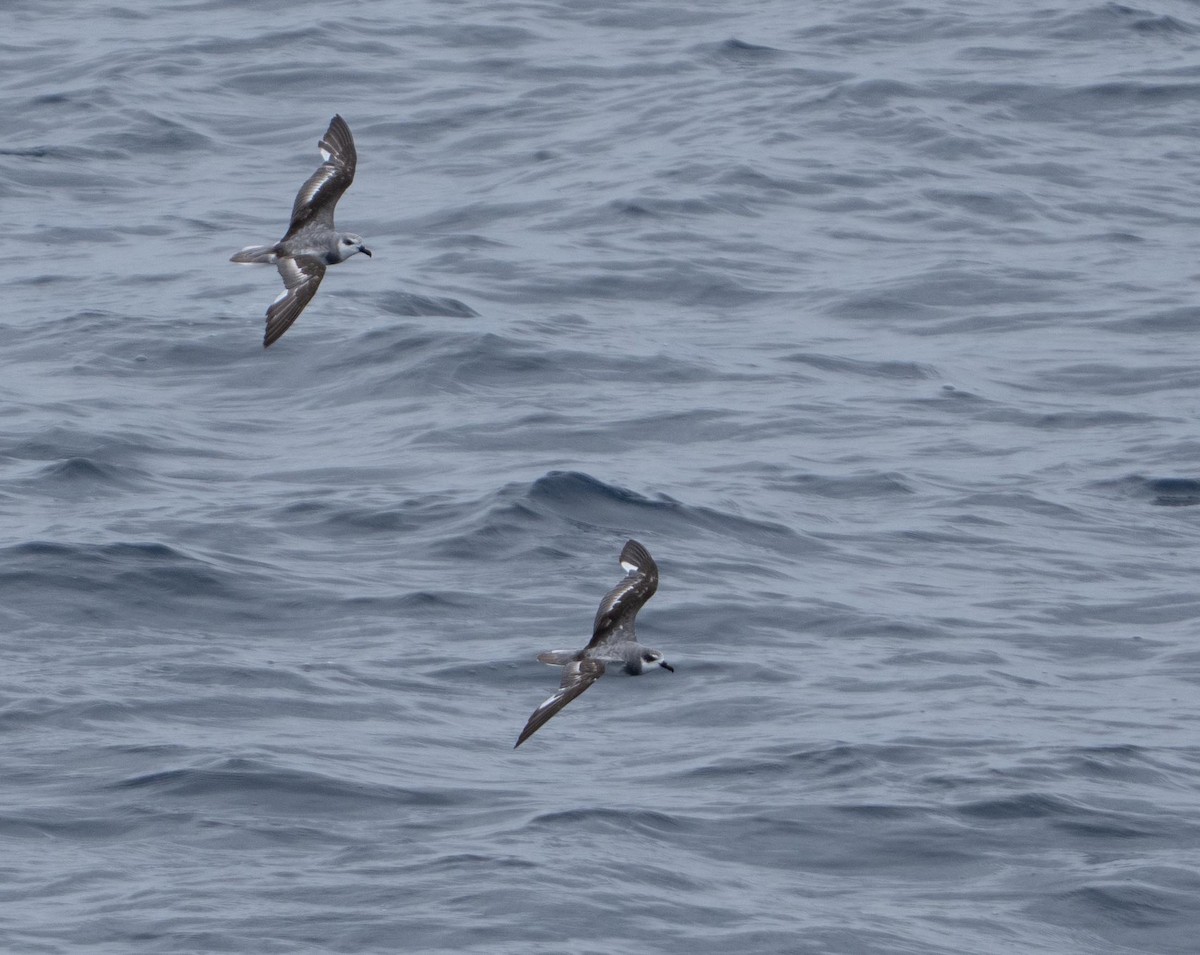 Masatierra Petrel - ML646331906