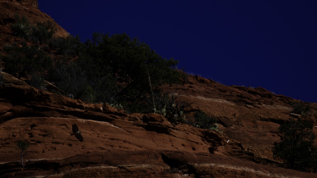 Red-tailed Hawk - ML646331907