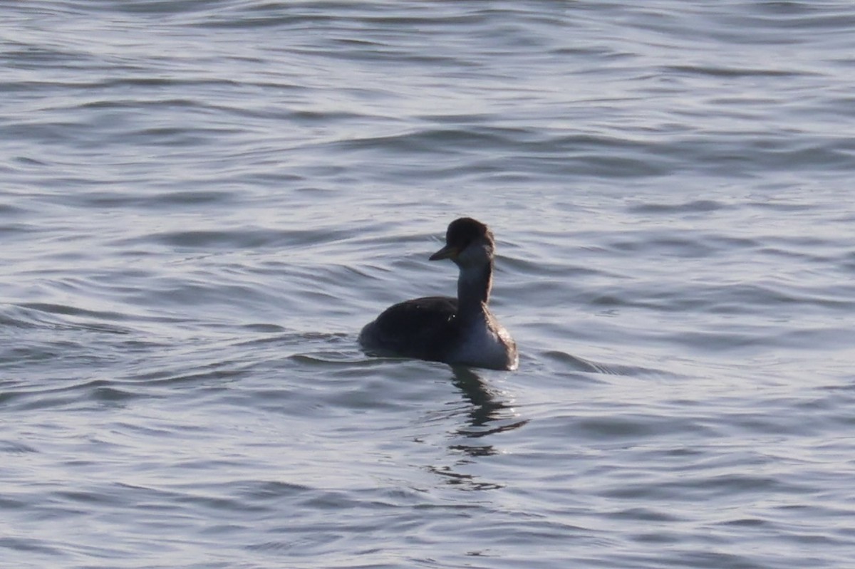 Red-necked Grebe - ML646331908