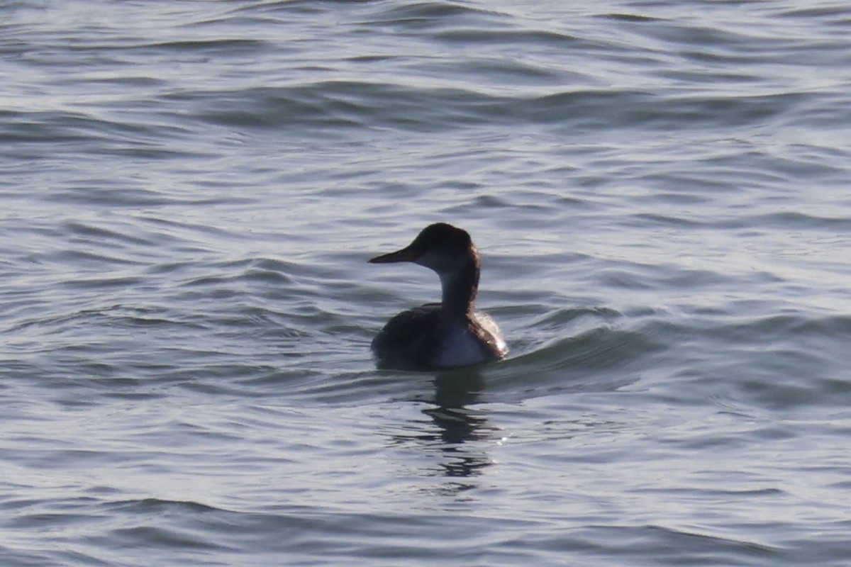 Red-necked Grebe - ML646331909