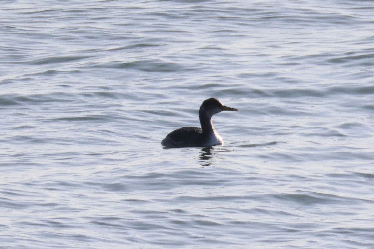 Red-necked Grebe - ML646331910