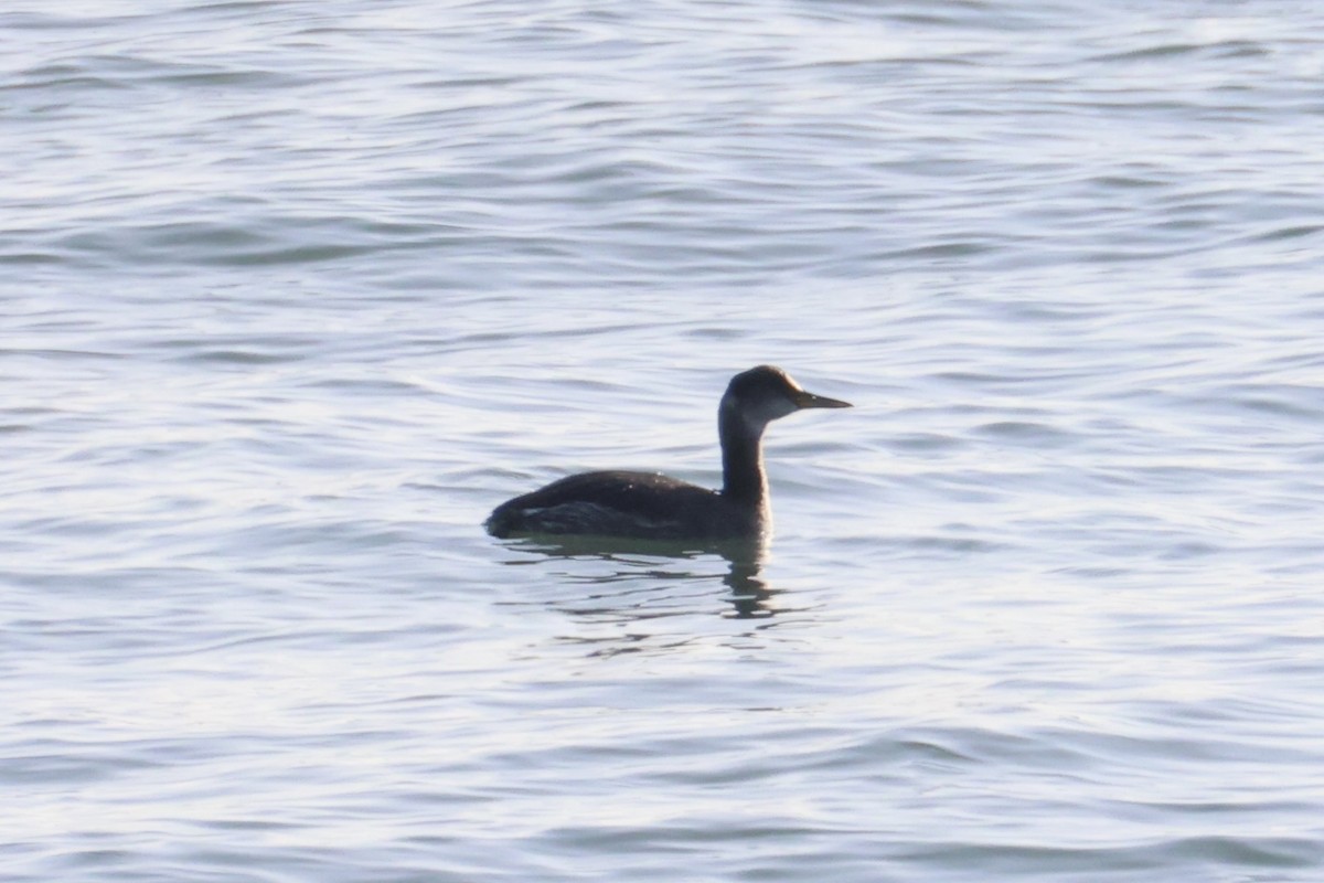 Red-necked Grebe - ML646331911