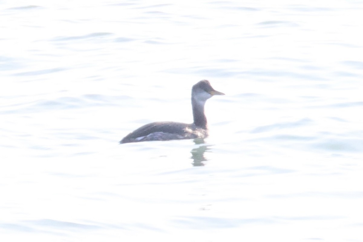 Red-necked Grebe - ML646331912