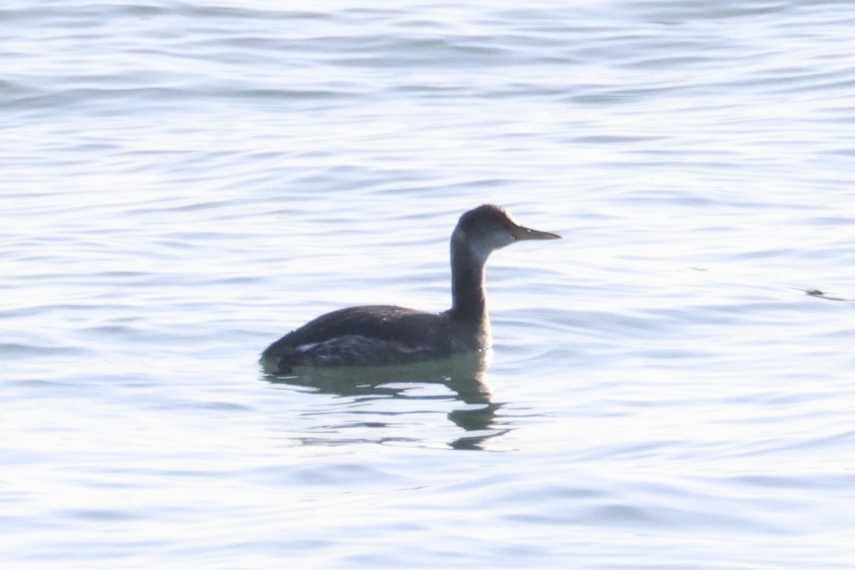 Red-necked Grebe - ML646331913