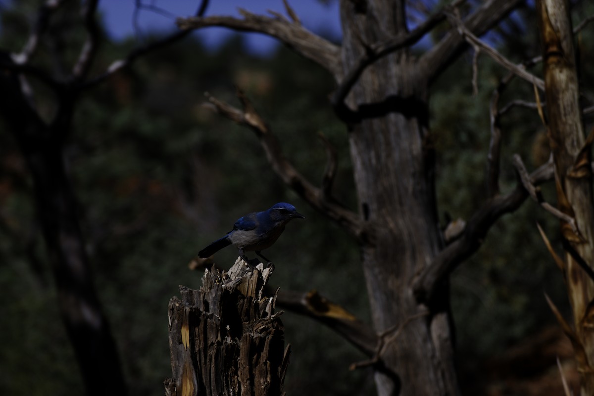 Woodhouse's Scrub-Jay - ML646331914
