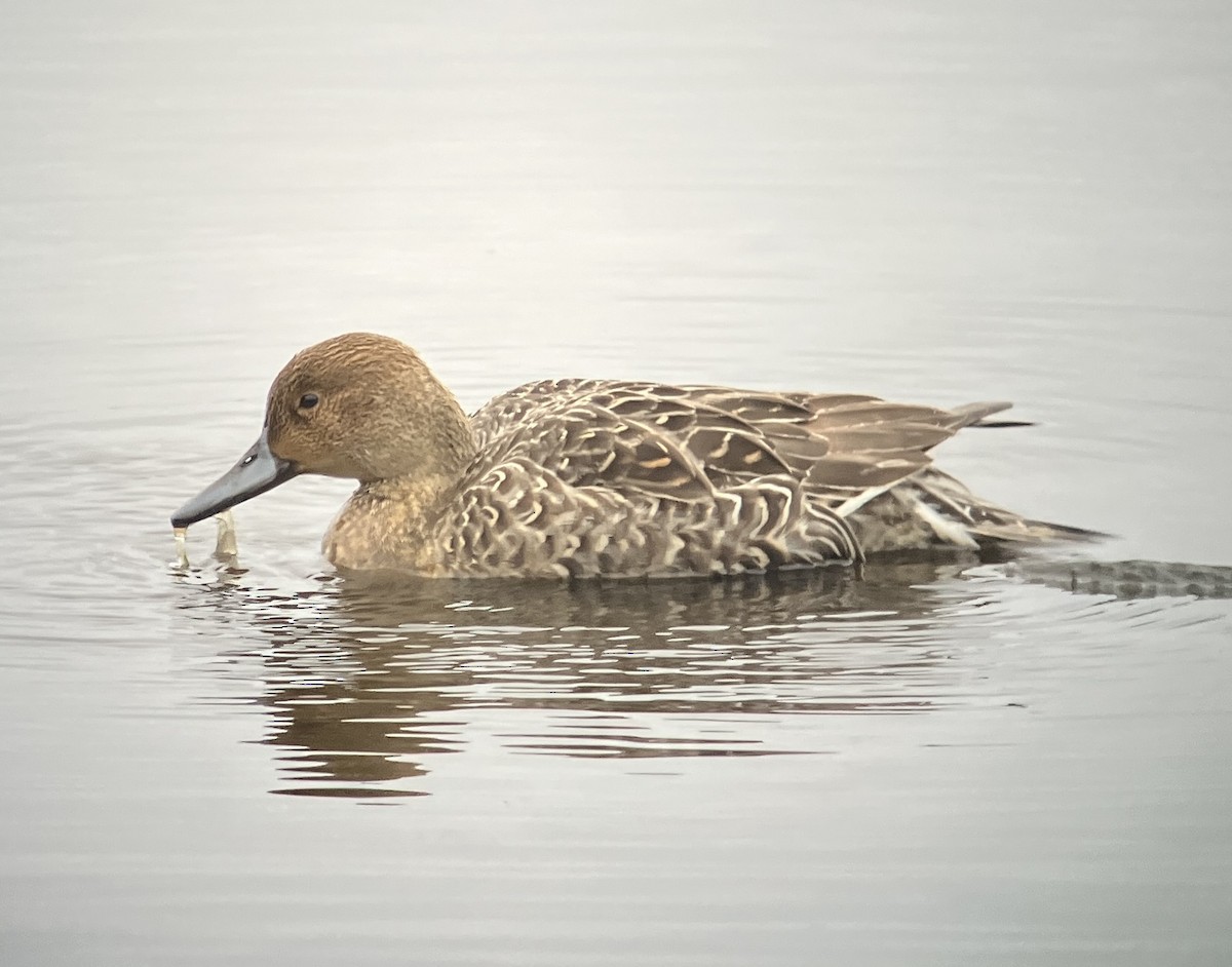 ostralka štíhlá - ML646331915