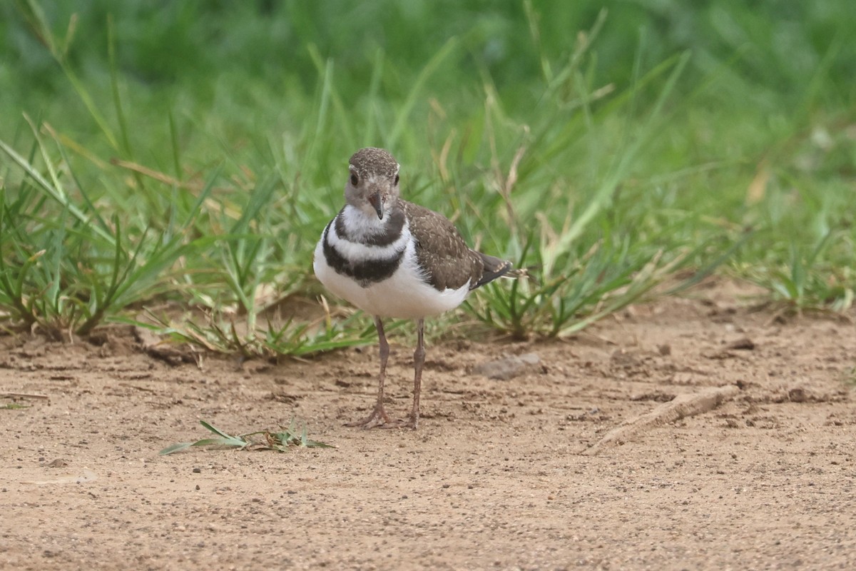 Трёхполосый зуёк - ML646331918