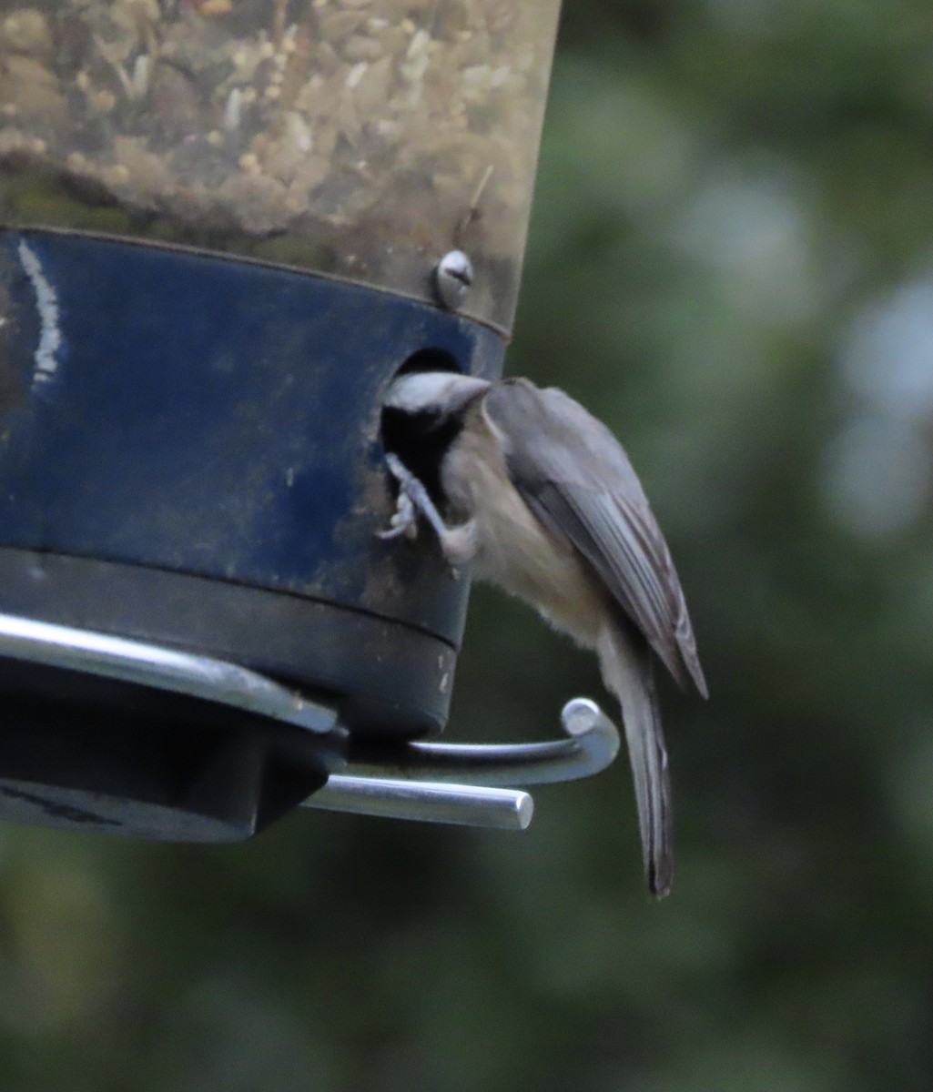 Каролинская гаичка - ML646331919