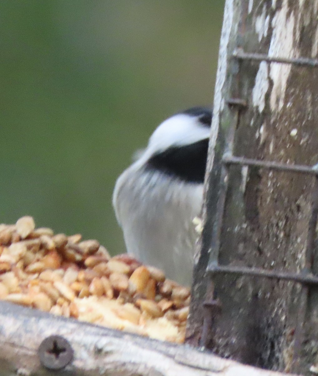 Carolina Chickadee - ML646331920